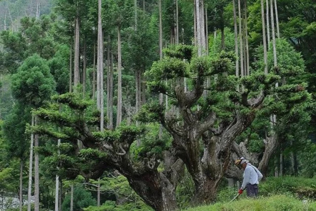Menanam Pohon di Atas Pohon? Jepang Lagi-Lagi Bikin Mind Blowing